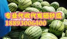 甘肃陇南网红吃瓜视频,揭秘当地特色美食与风土人情